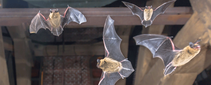 Bats in the loft